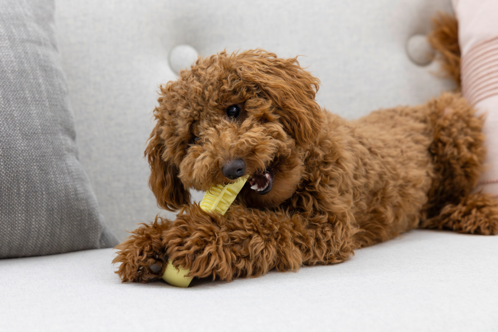Kerbl Pet Dumbbell manubrio gioco cane TPE galleggiante