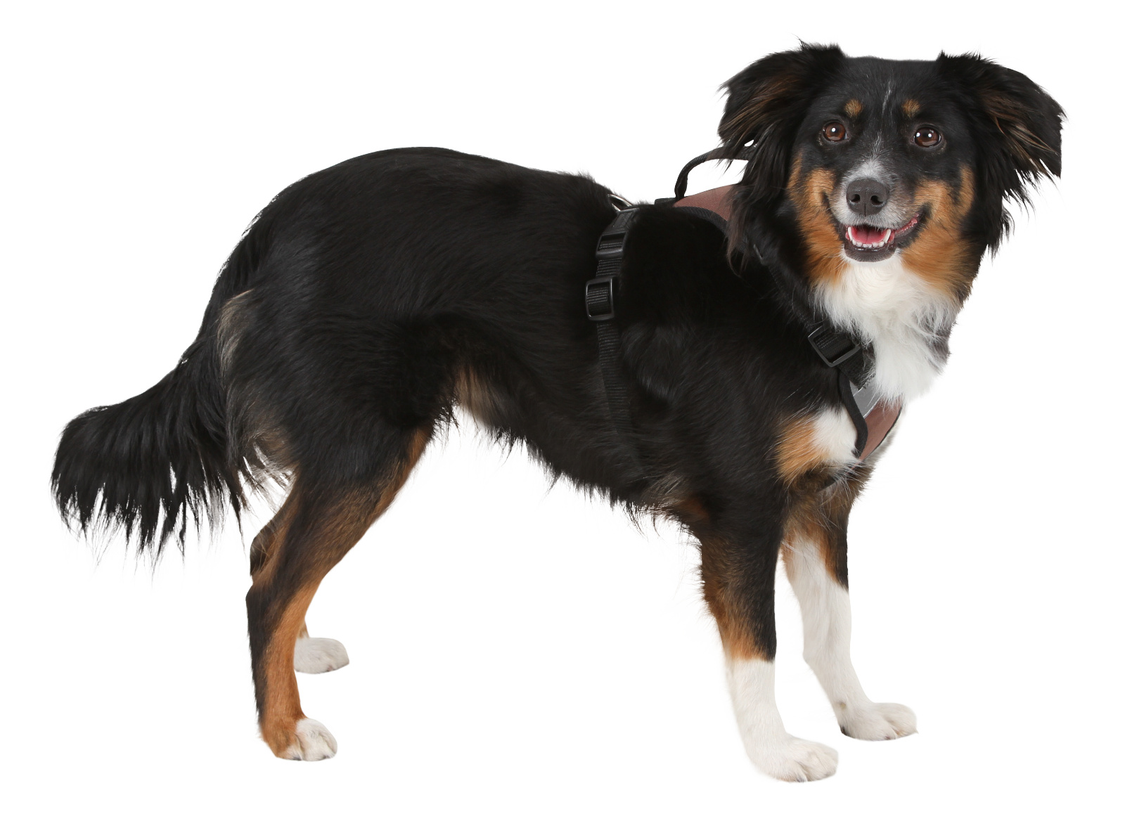 Kerbl Pet Pulsive Pettorina Regolabile Mesh per Cani