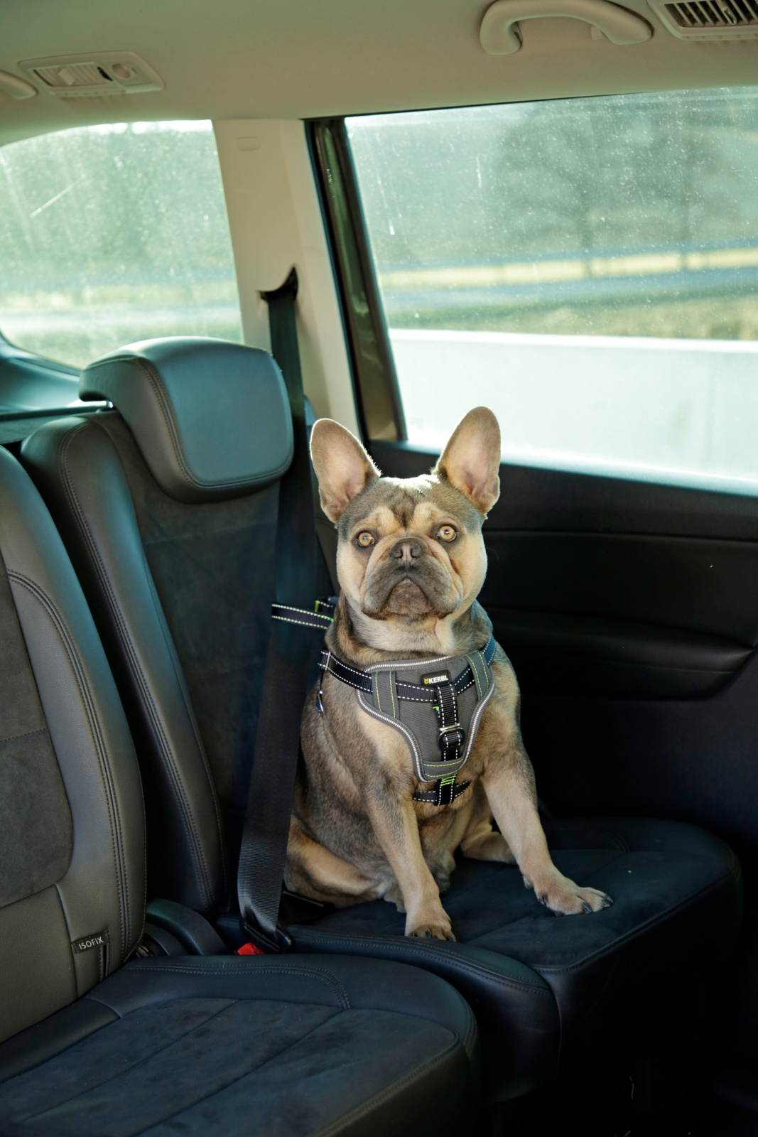 Kerbl Car Safety Harness pettorina auto cane nylon imbottita