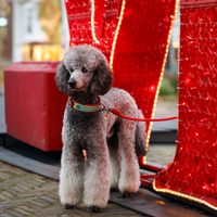 Dog with a Mission Red Velvet Guinzaglio S rosso 155 cm