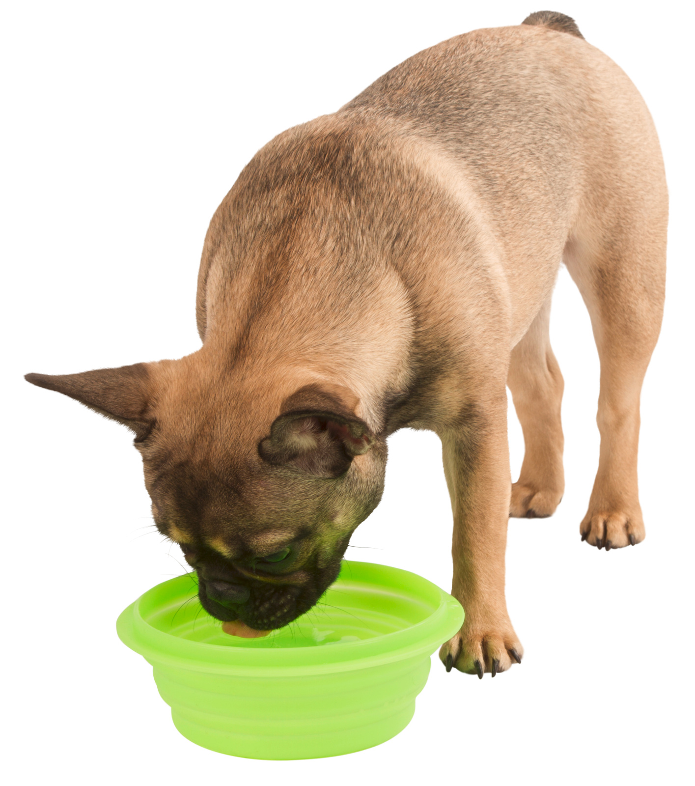 Kerbl Dog Bowls Silicon Travel Bowl Ciotola Silicone Pieghevole