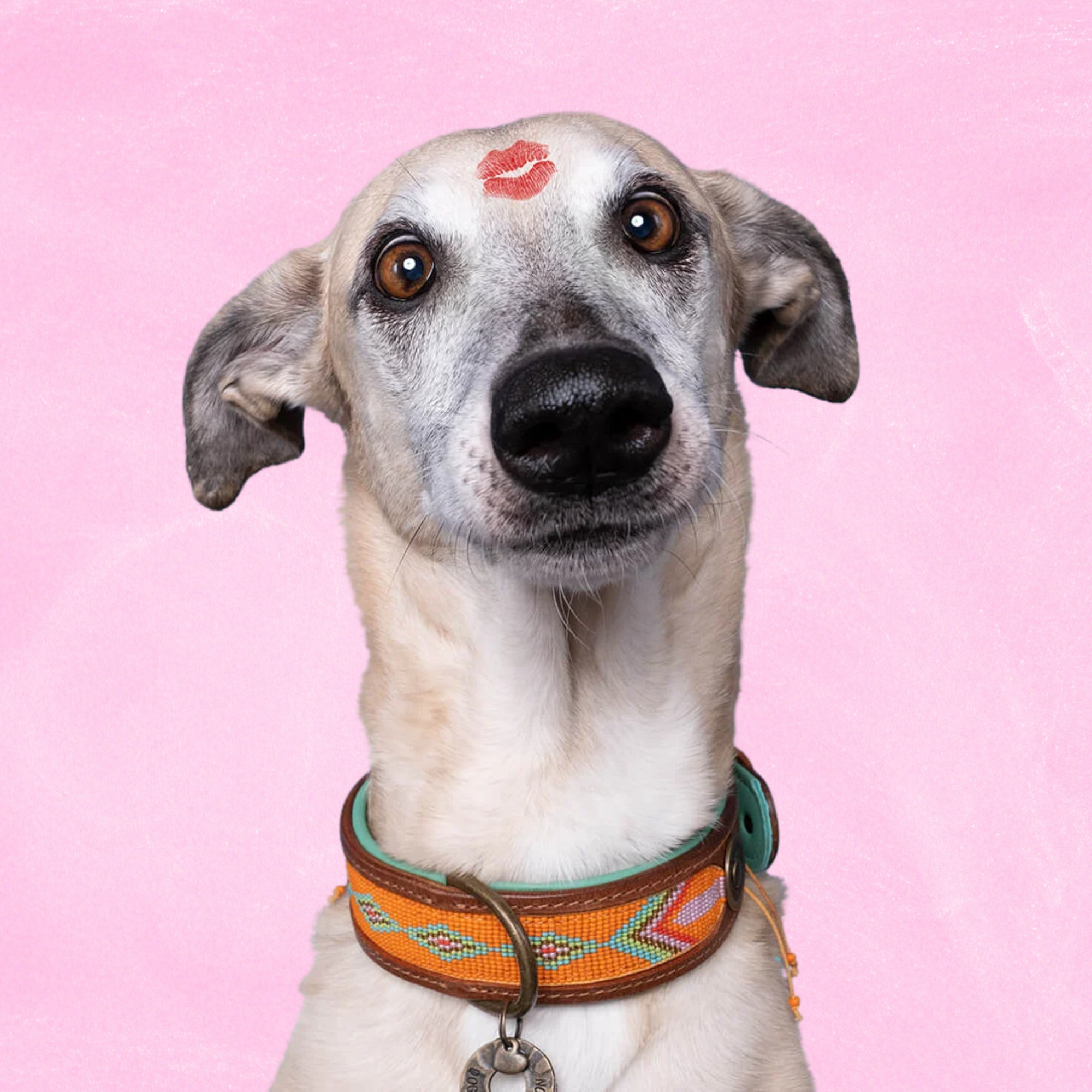 Dog with a Mission Tiger Lily collare cane L arancione perline