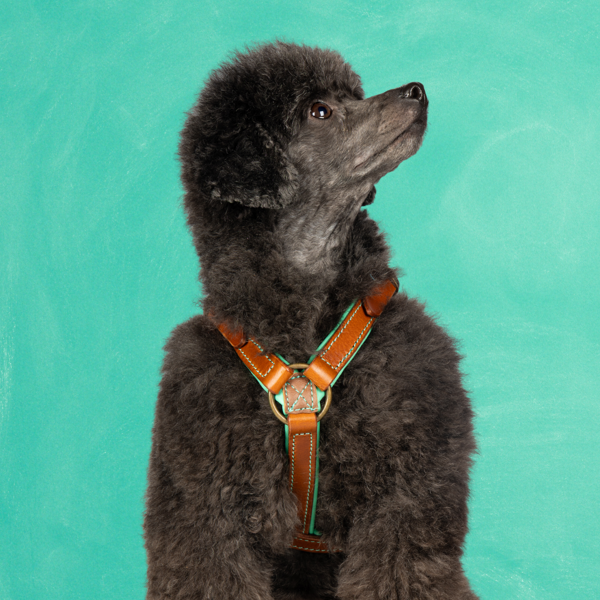 Dog with a Mission Rock Pettorina Pelle Marrone XS