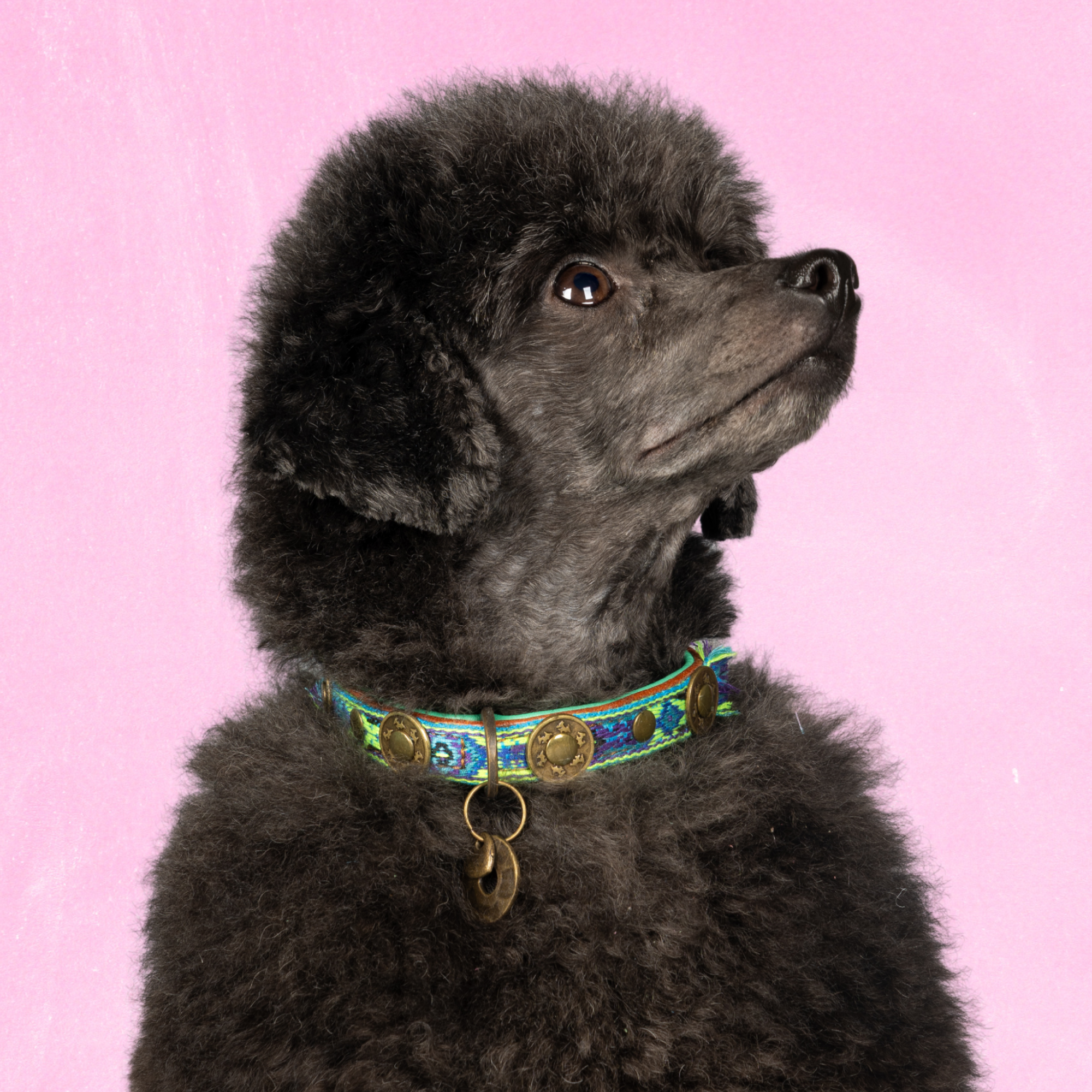Dog with a Mission Boho Juan XXS collare cane pelle blu 22-24 cm