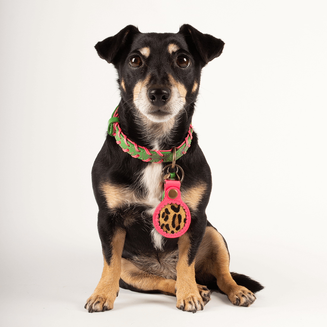 Dog with a Mission Air Tag custodia collare cane AirTag rosa