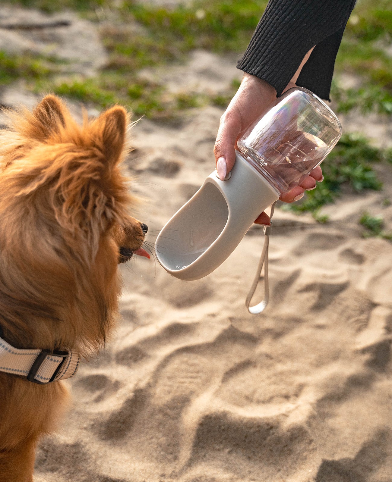 Lionto Borraccia Cane con Ciotola Grigia 500 ml