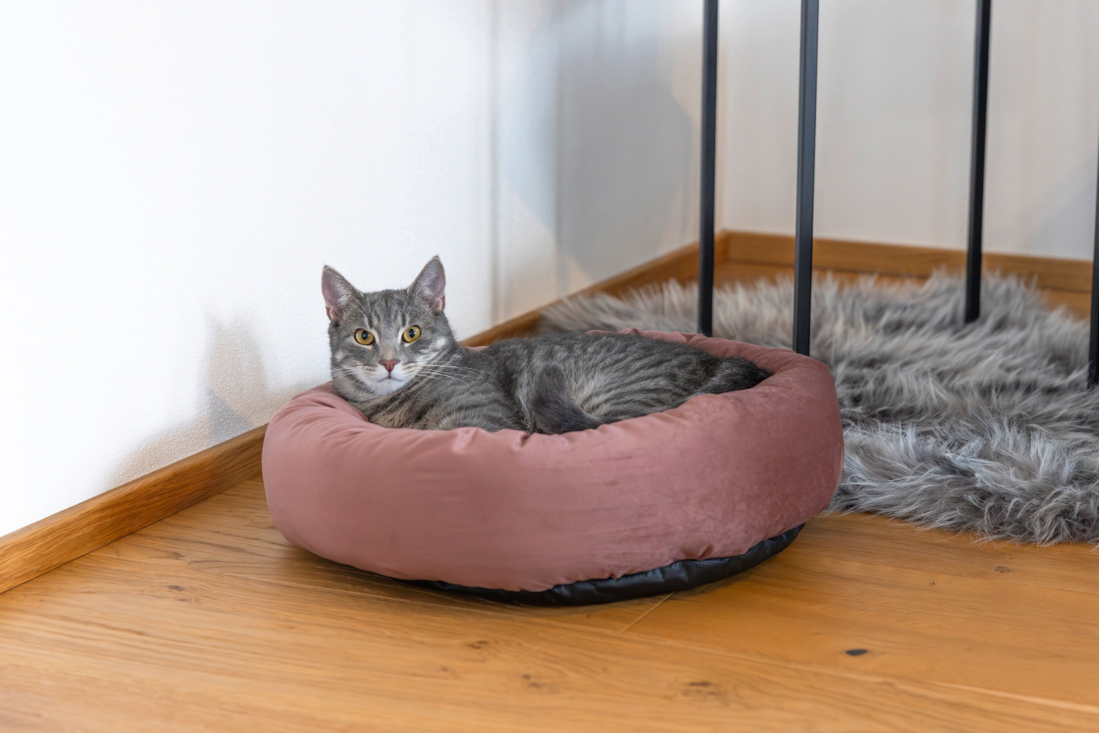 Kerbl Pet Snugly Bed Velvet cuccia cane e gatto tonda