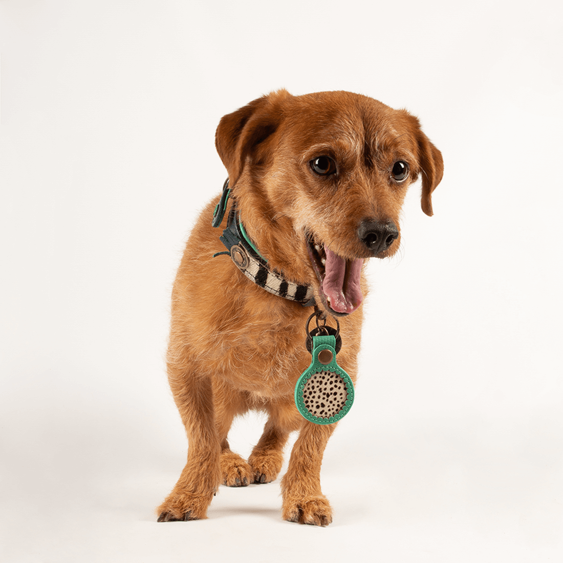 Dog with a Mission custodia AirTag collare cane pelle turchese
