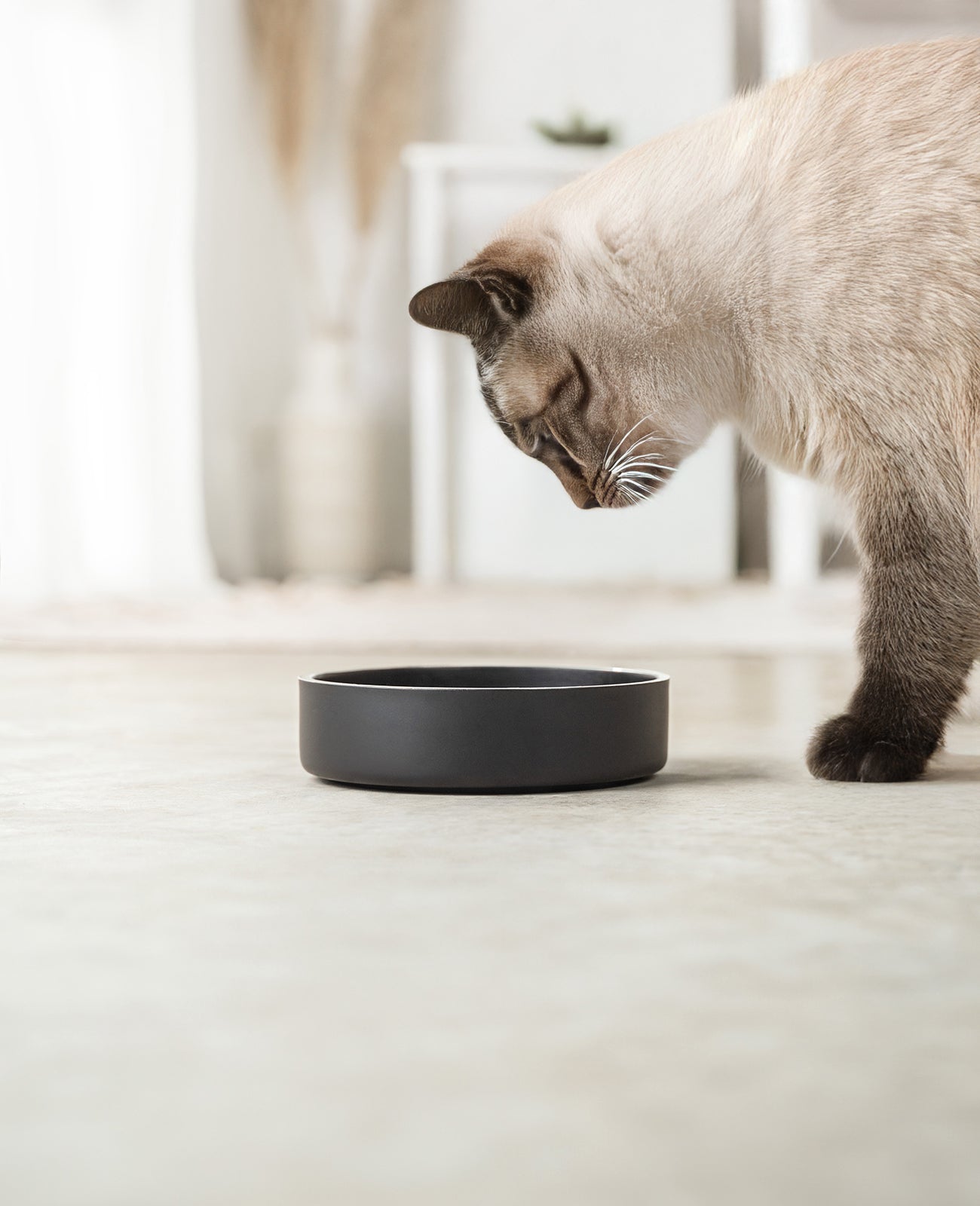 Lionto Katzennapf ciotola per gatti acciaio inox antiscivolo