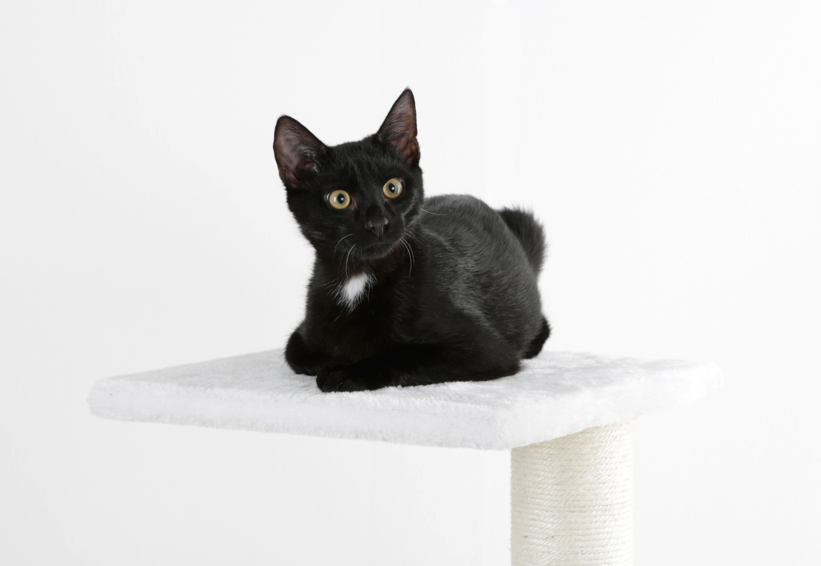 Kerbl Pet Venus tiragraffi gatto sisal 37x37 cm