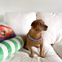 Dog with a Mission Dutchie 1 pettorina cane blu rossa 24-27 cm