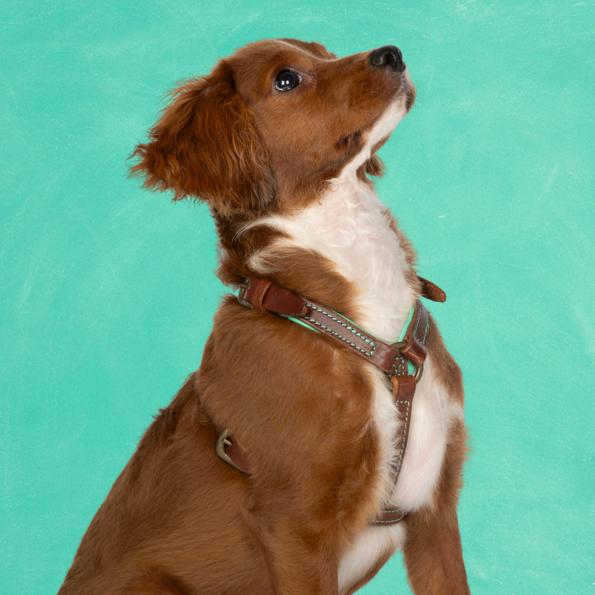 Dog with a Mission Rock XXS pettorina cane marrone 33-39 cm
