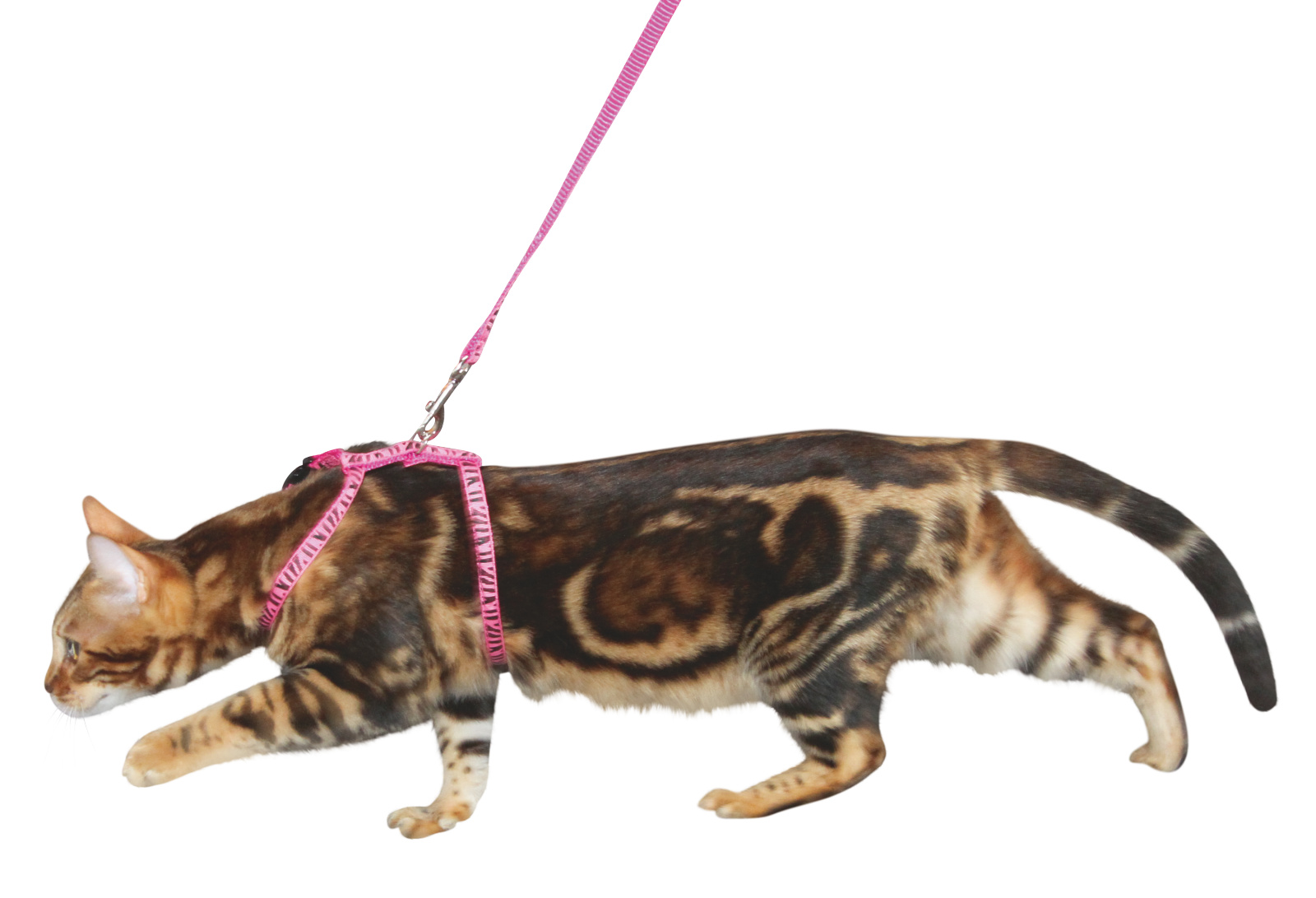 Kerbl Pettorina Gatto Nylon con Guinzaglio 120 cm