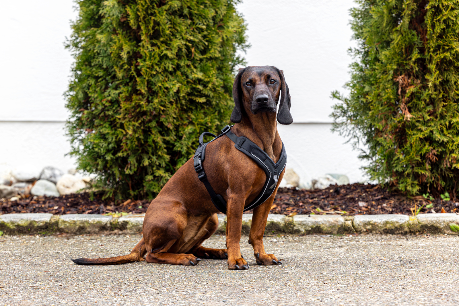 Kerbl Pet Harness Dallas pettorina cane a Y regolabile