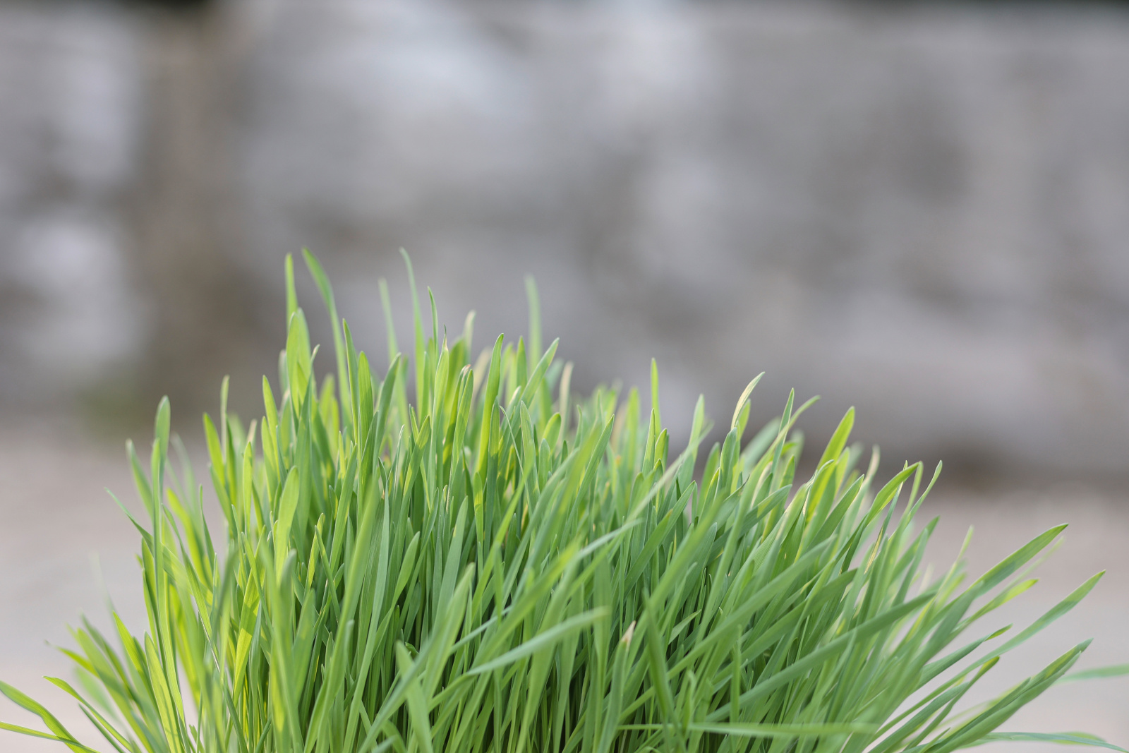 Kerbl Pet Cat Grass Erba Gatta Fresca Snack Gatti Da Coltivare