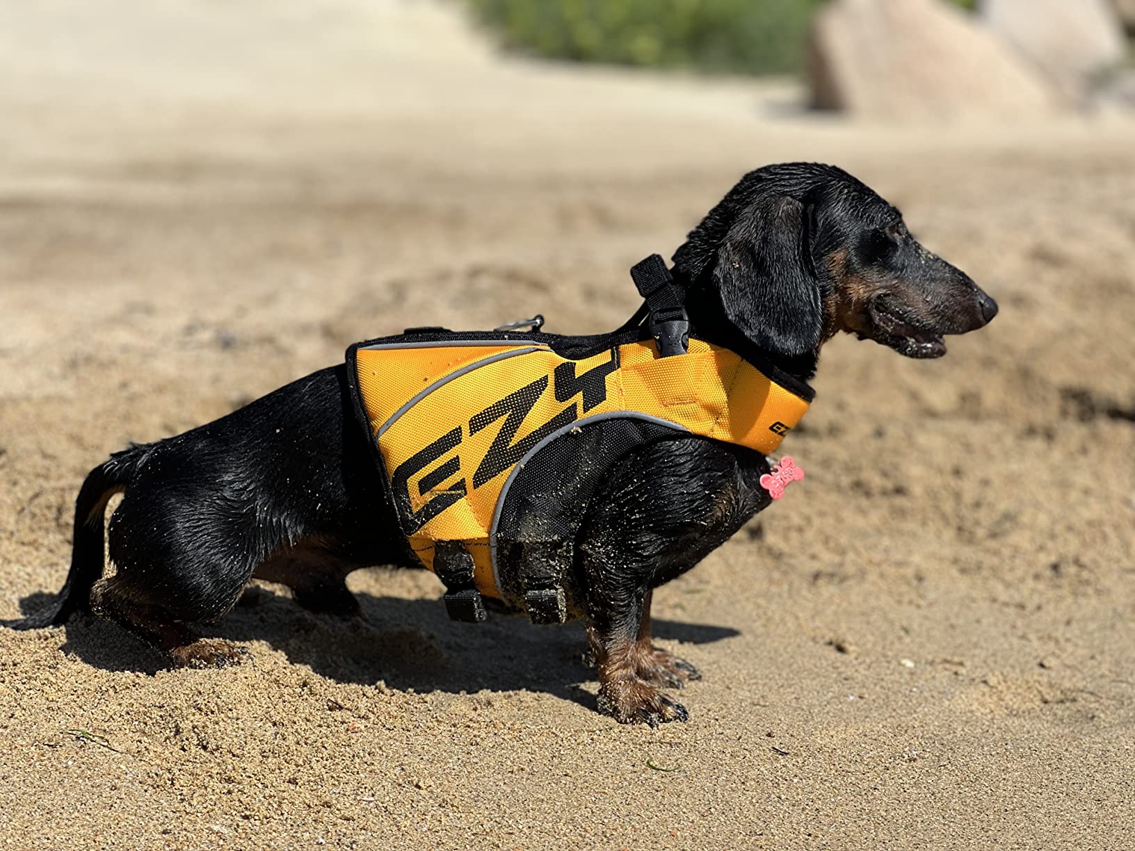 EzyDog DFD X2 Premium giubbotto salvagente cane L giallo