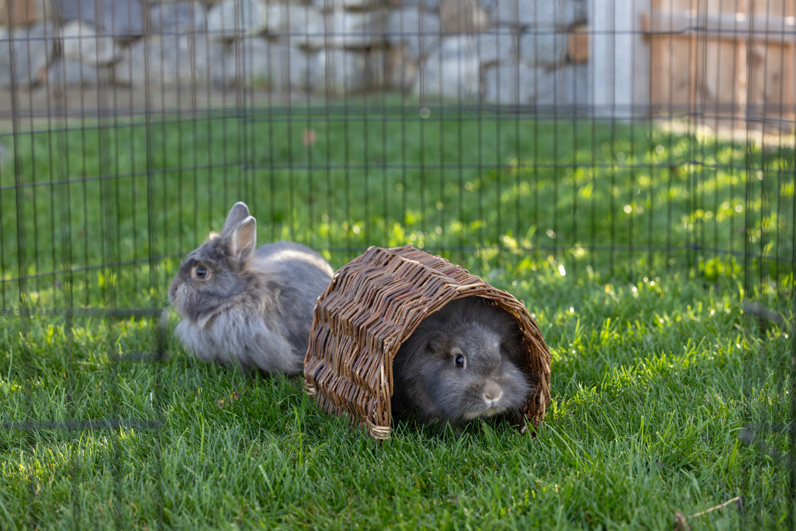Kerbl Pet Grazing Tunnel tunnel per roditori in salice naturale