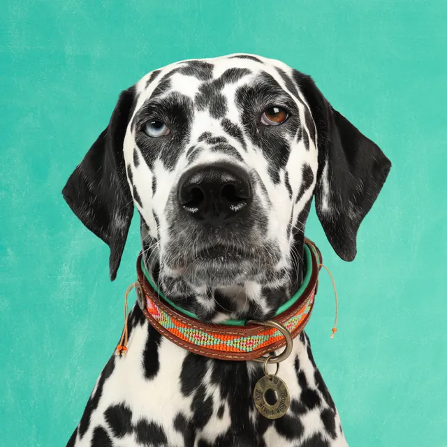 Dog with a Mission Tiger Lily collare pelle cane M arancione