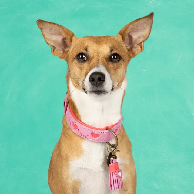 Dog with a Mission Sweety Collare Cane Rosa S 30-33 cm