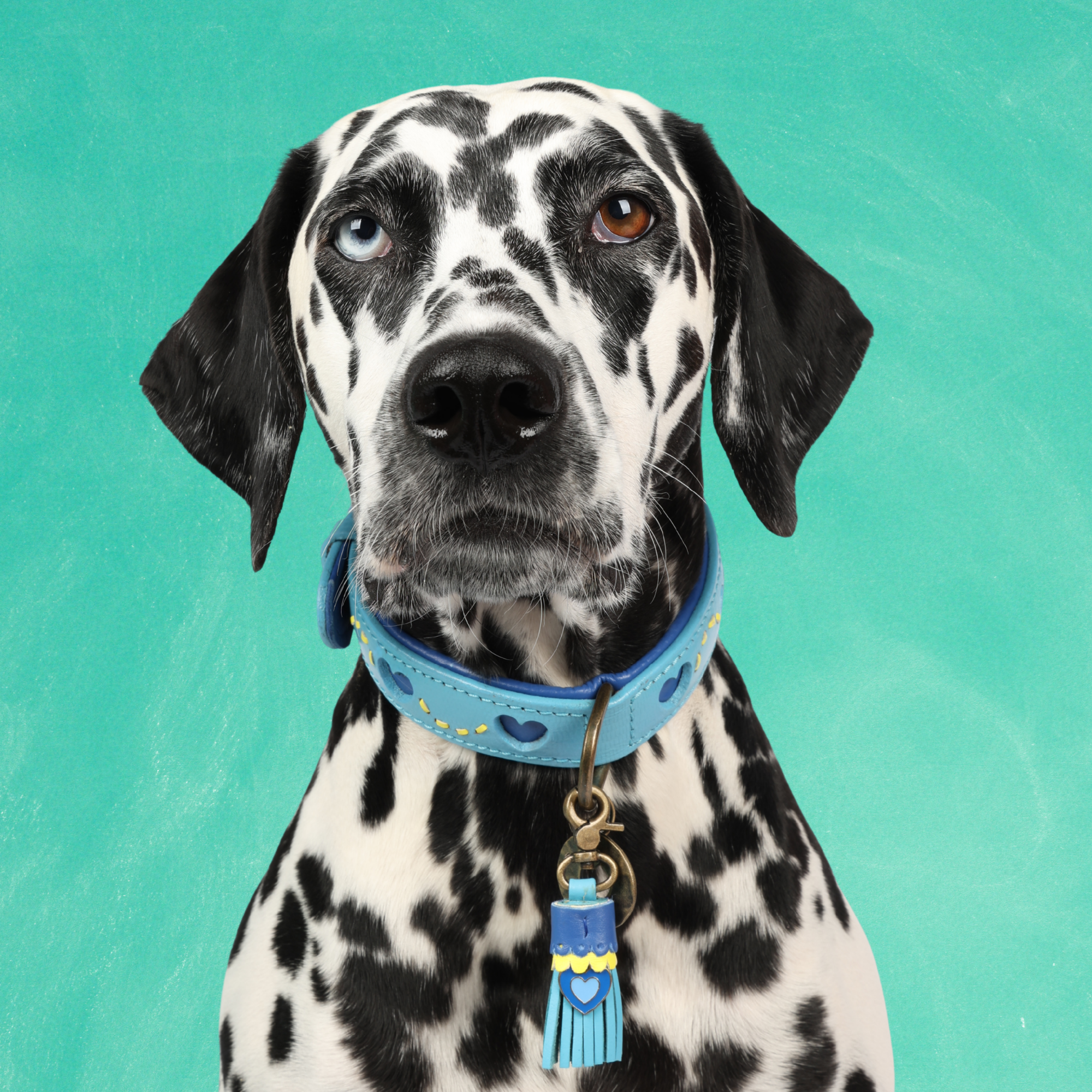 Dog with a Mission Sky collare azzurro L 40-47 cm