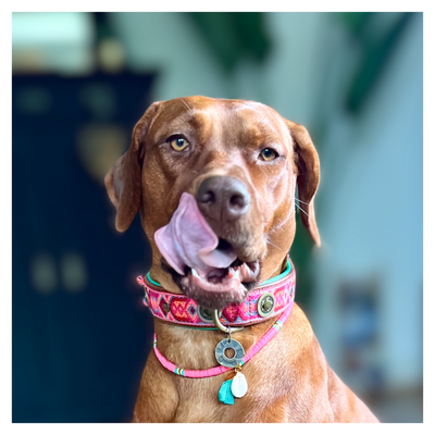 Dog with a Mission Boho Rosa collare cane pelle XL rosa 48-57 cm