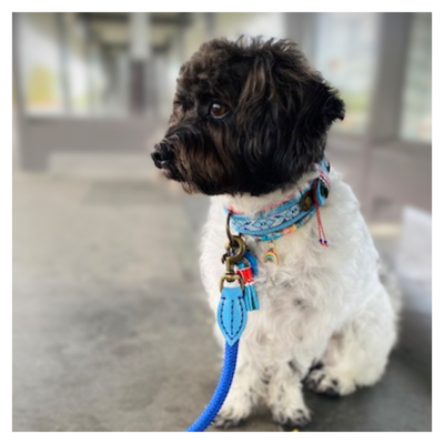 Dog with a Mission Dutchie collare XS azzurro 25-29 cm