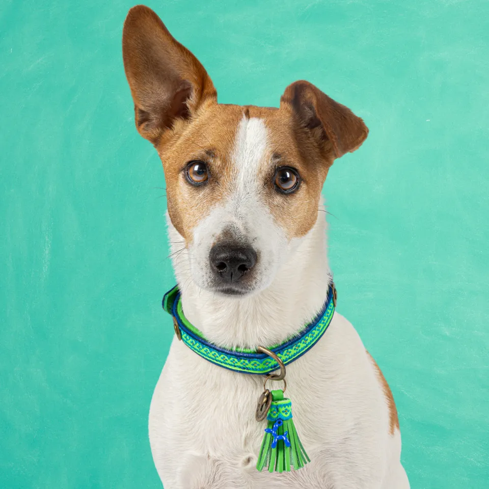 Dog with a Mission Zula Collare cane S blu 30-33 cm