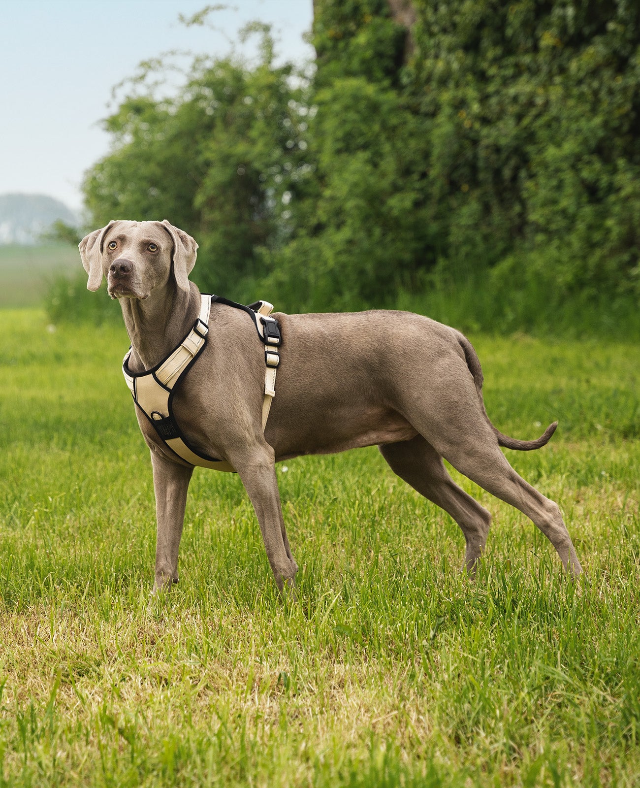 Lionto Hunde-Spaziergang pettorina cane M rossa imbottita