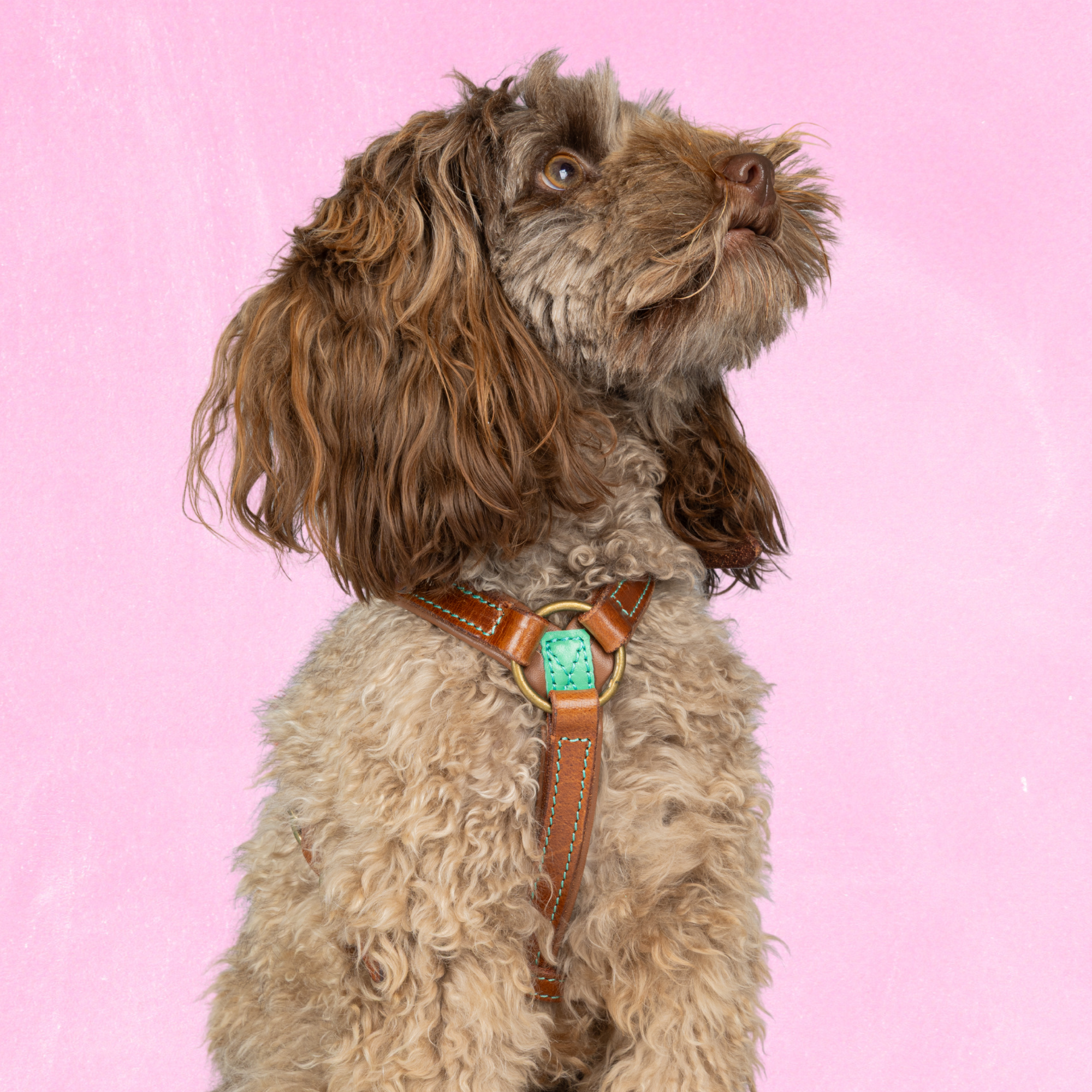 Dog with a Mission Boho Rosa Pettorina Cane XS Rosa 35,5-44cm