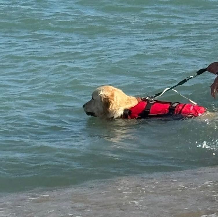 EzyDog Dog Life Jackets DFD salvagente cane L rosso