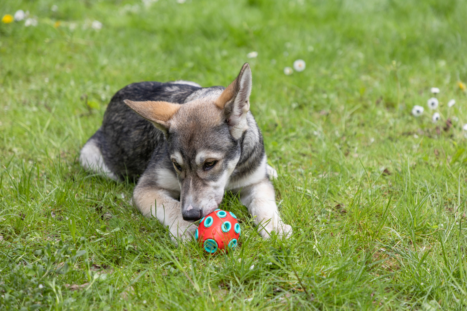 Kerbl Pet Rugby ToyFastic gioco cane riempibile snack