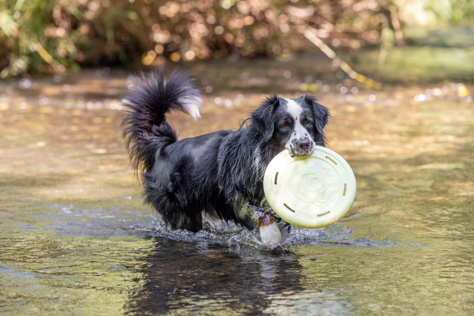 Kerbl Pet Frisbee cane in TPE galleggiante Made in Italy