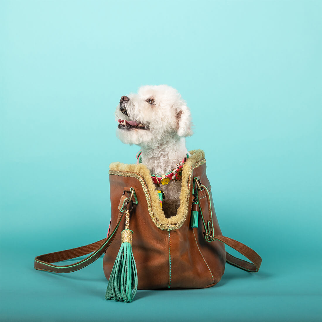 Dog with a Mission Bonita Borsa Cane Pelle 8 Kg Teddy