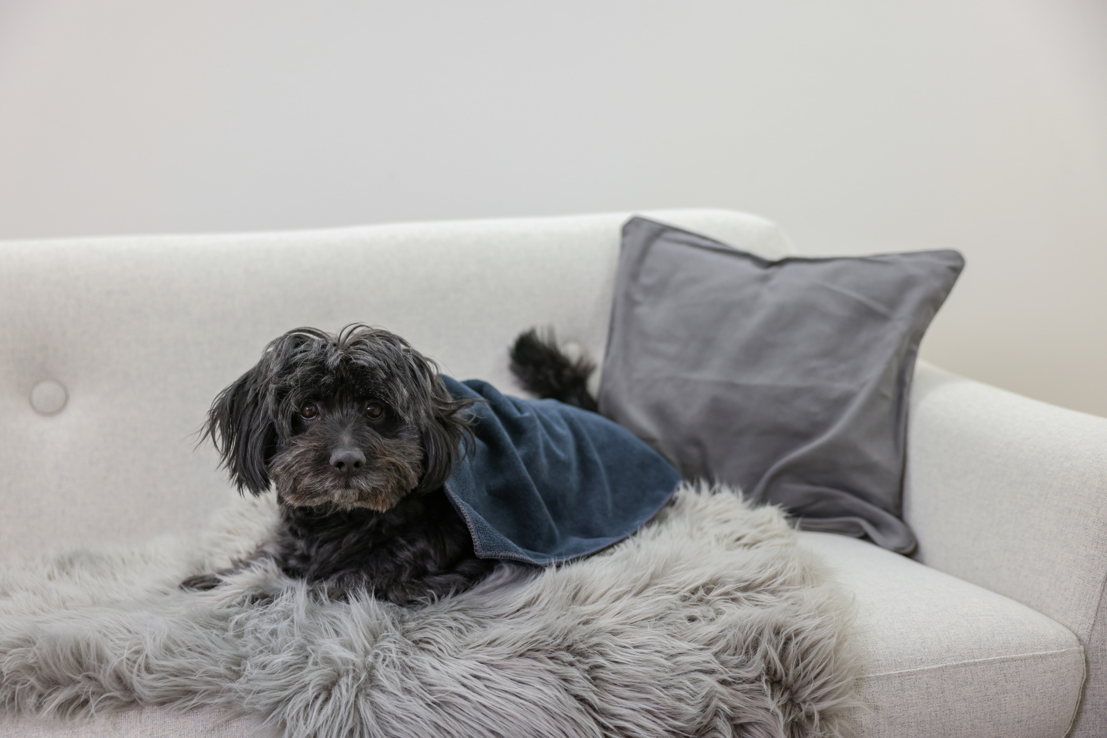Kerbl Pet Towel asciugamano microfibra per cani
