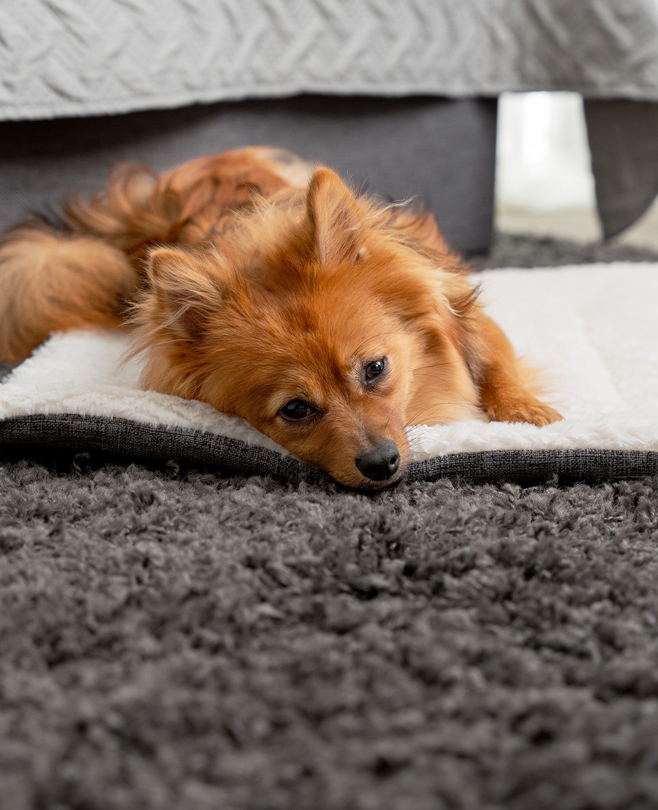 Lionto Hundebetten coperta cane double face 50x35 cm
