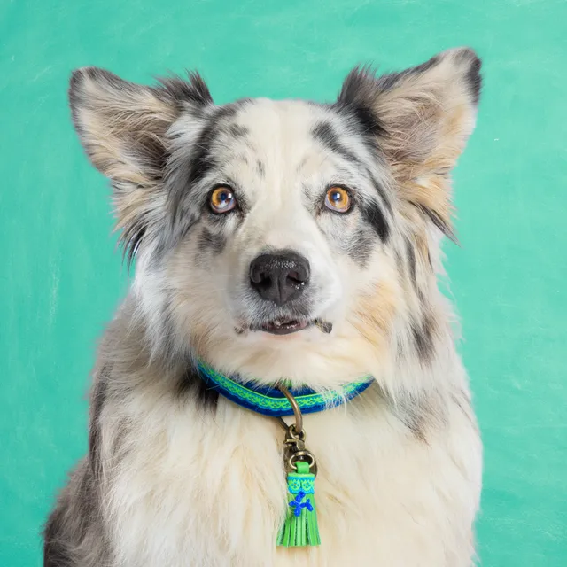 Dog with a Mission Zula collare cane L blu verde 40-47 cm