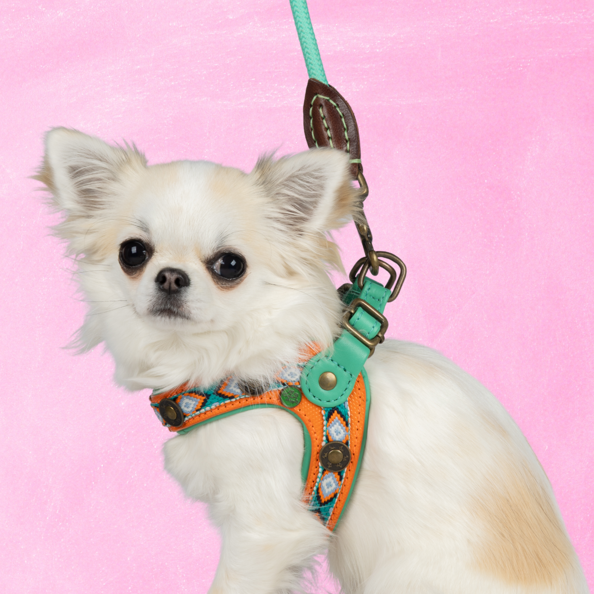 Dog with a Mission Morgan 2 pettorina cane arancione 28,5-30 cm