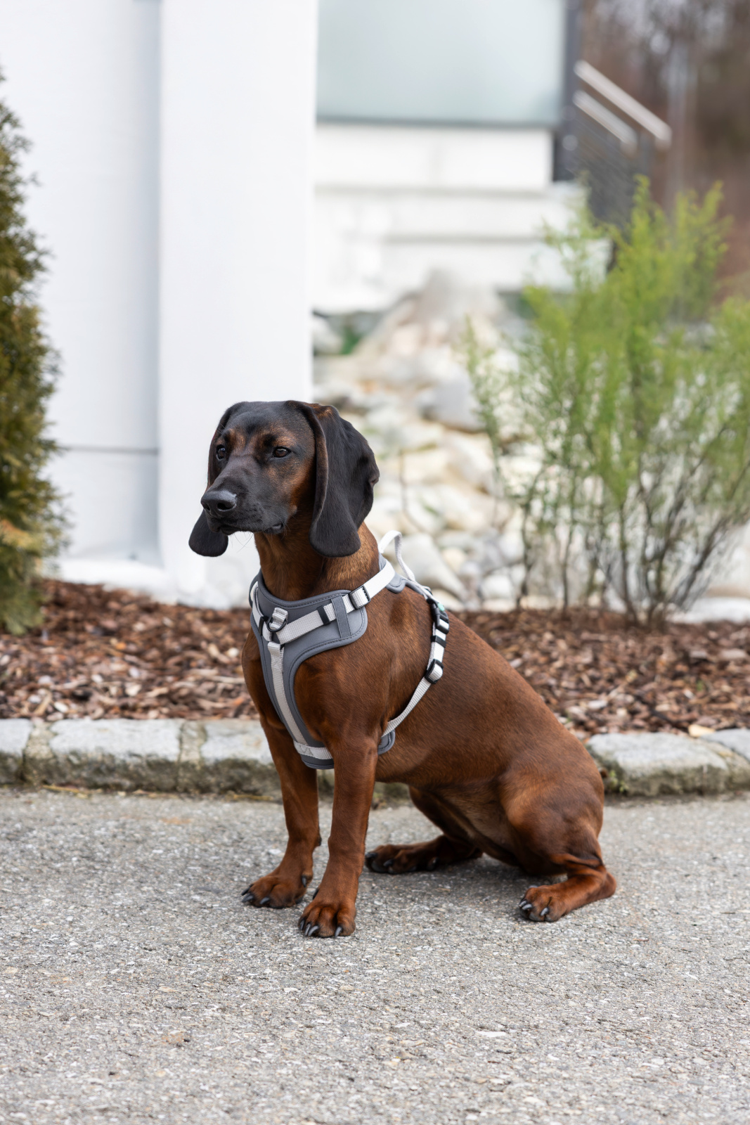 Kerbl Dog Leashes Harness Fitty pettorina cane nylon