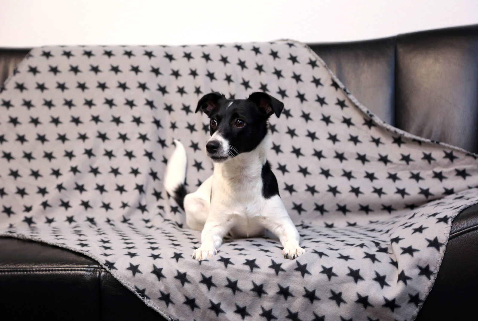 Kerbl Stella coperta cane 140x100 grigia stelle