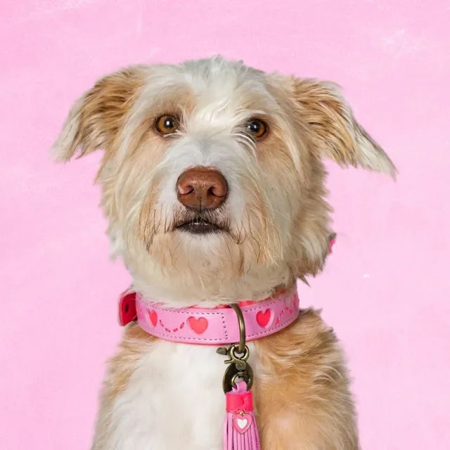 Dog with a Mission Sweety XXL Collare Cane Rosa Cuori