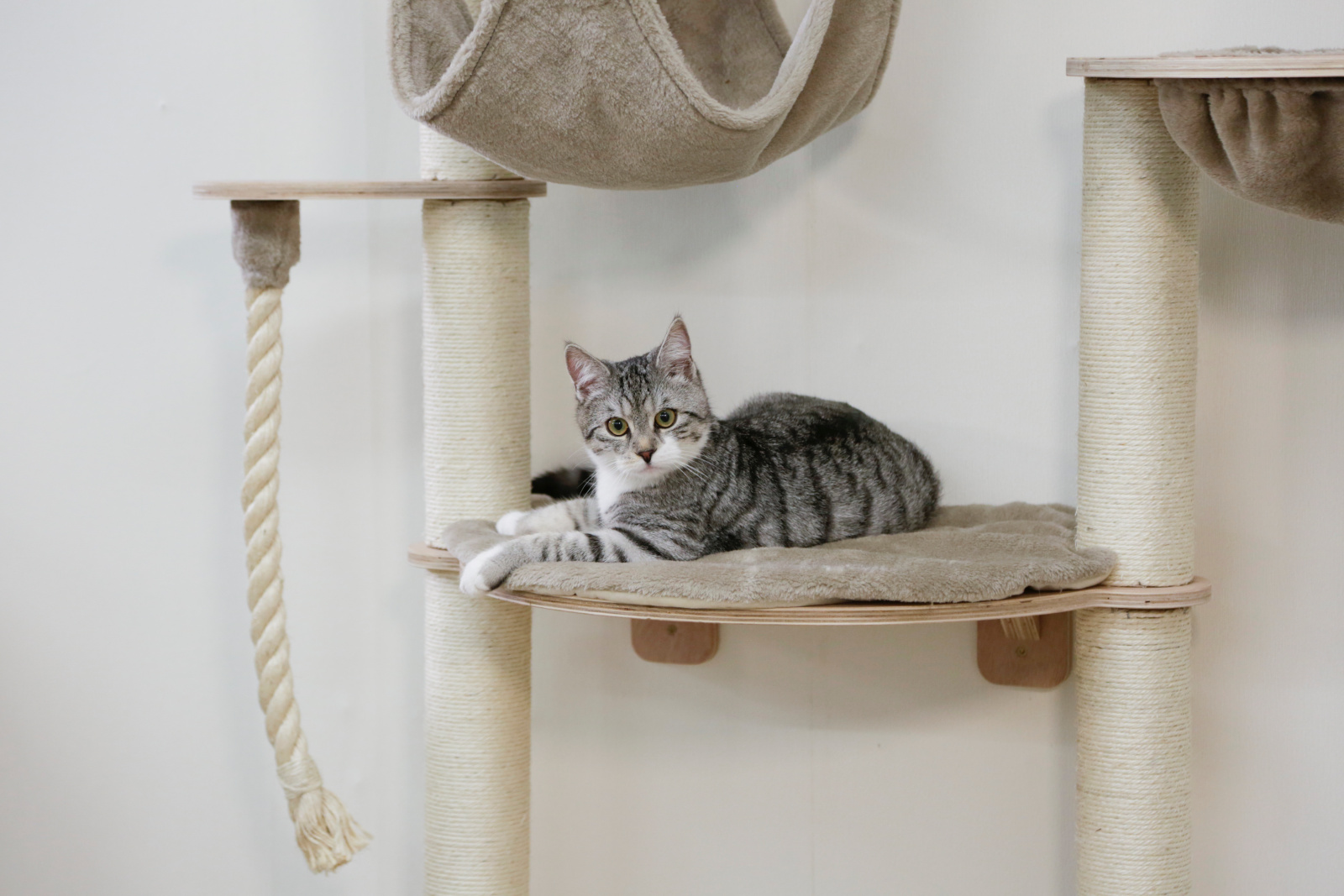 Kerbl Cat Scratch Dolomit Grappa Pro tiragraffi da parete legno