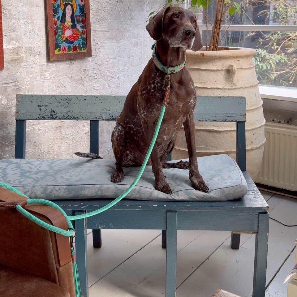Dog with a Mission Janis L collare cane turchese 40-47 cm