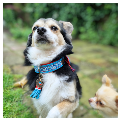 Dog with a Mission Dutchie collare pelle cane M azzurro