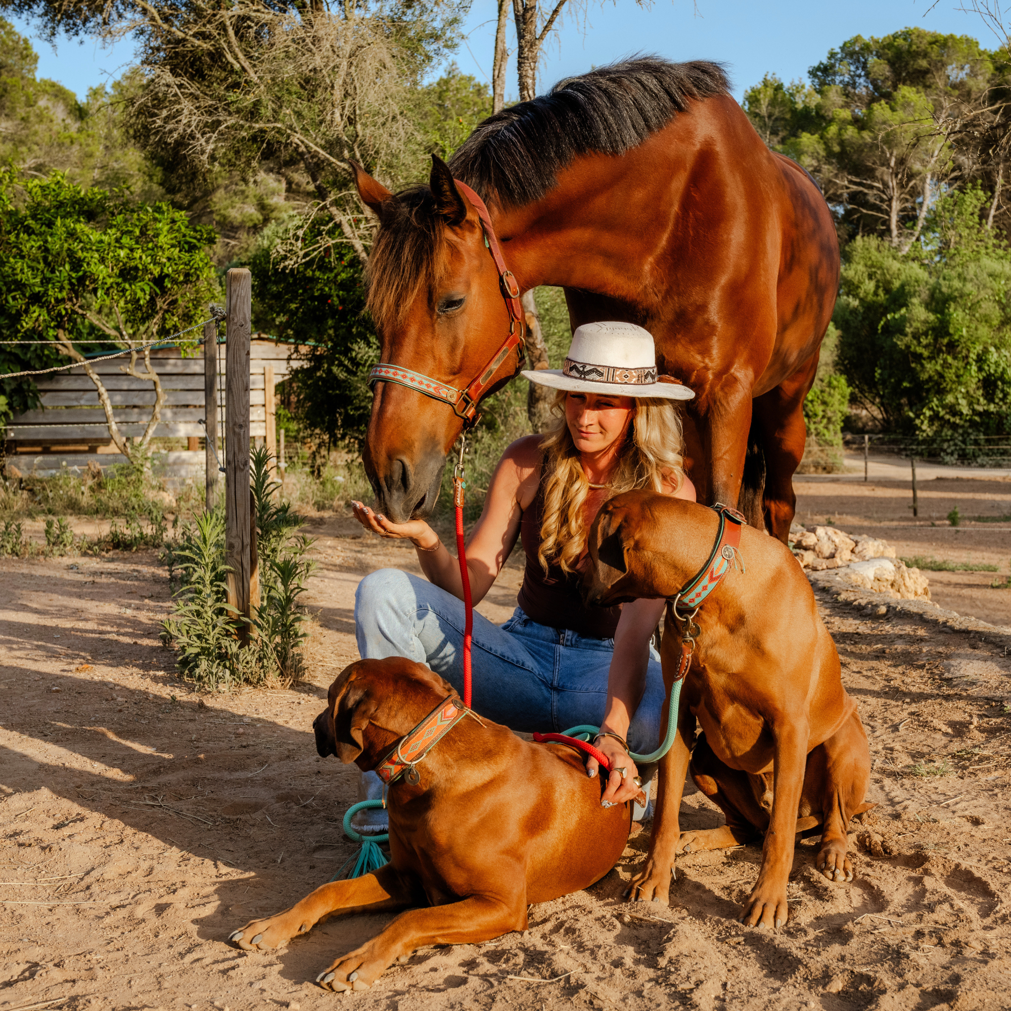 Dog with a Mission Paddy Lee Cavezza cavallo Cob pelle marrone