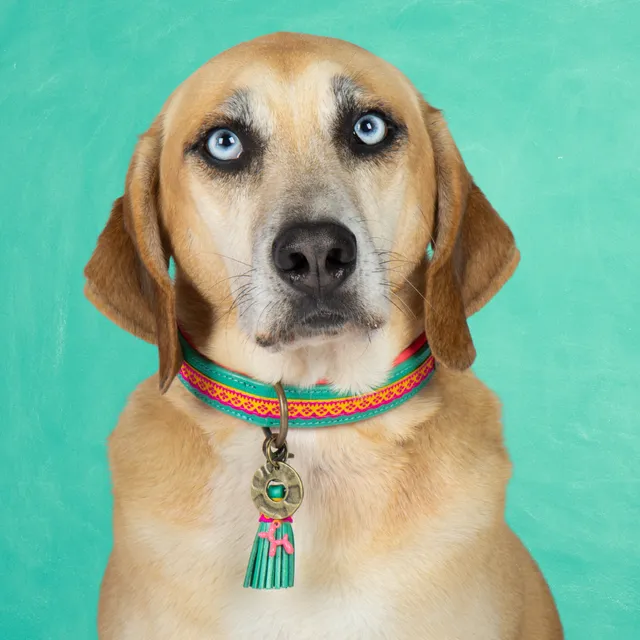 Dog with a Mission Maui Collare Cane M Turchese Rosa 34-39cm