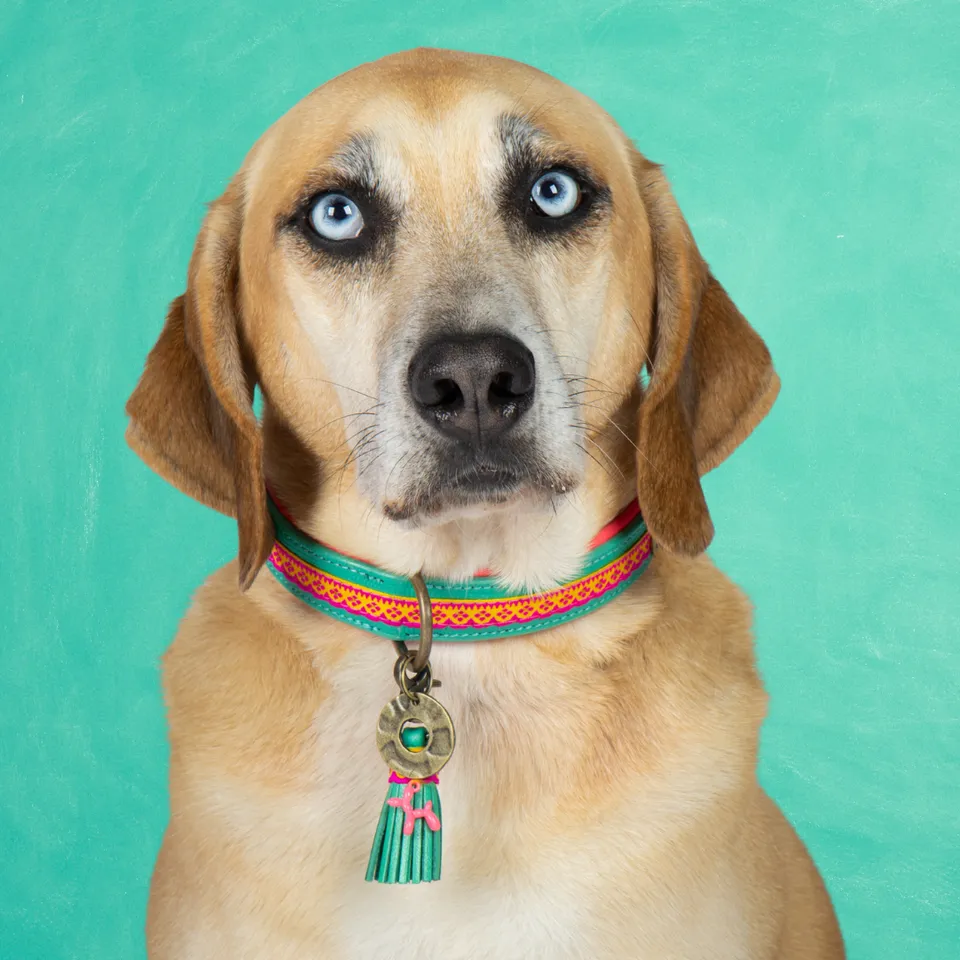 Dog with a Mission Maui Collare Cane M Turchese Rosa 34-39cm