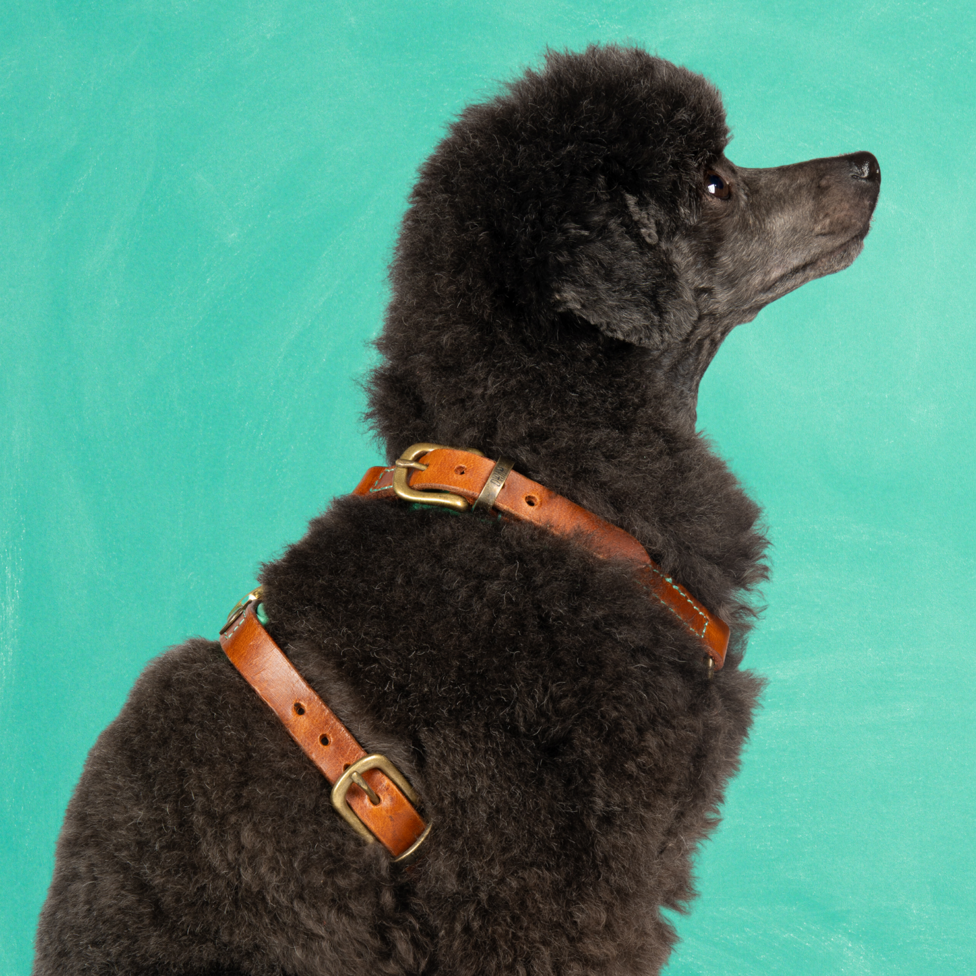 Dog with a Mission Rock Pettorina Pelle Marrone XS