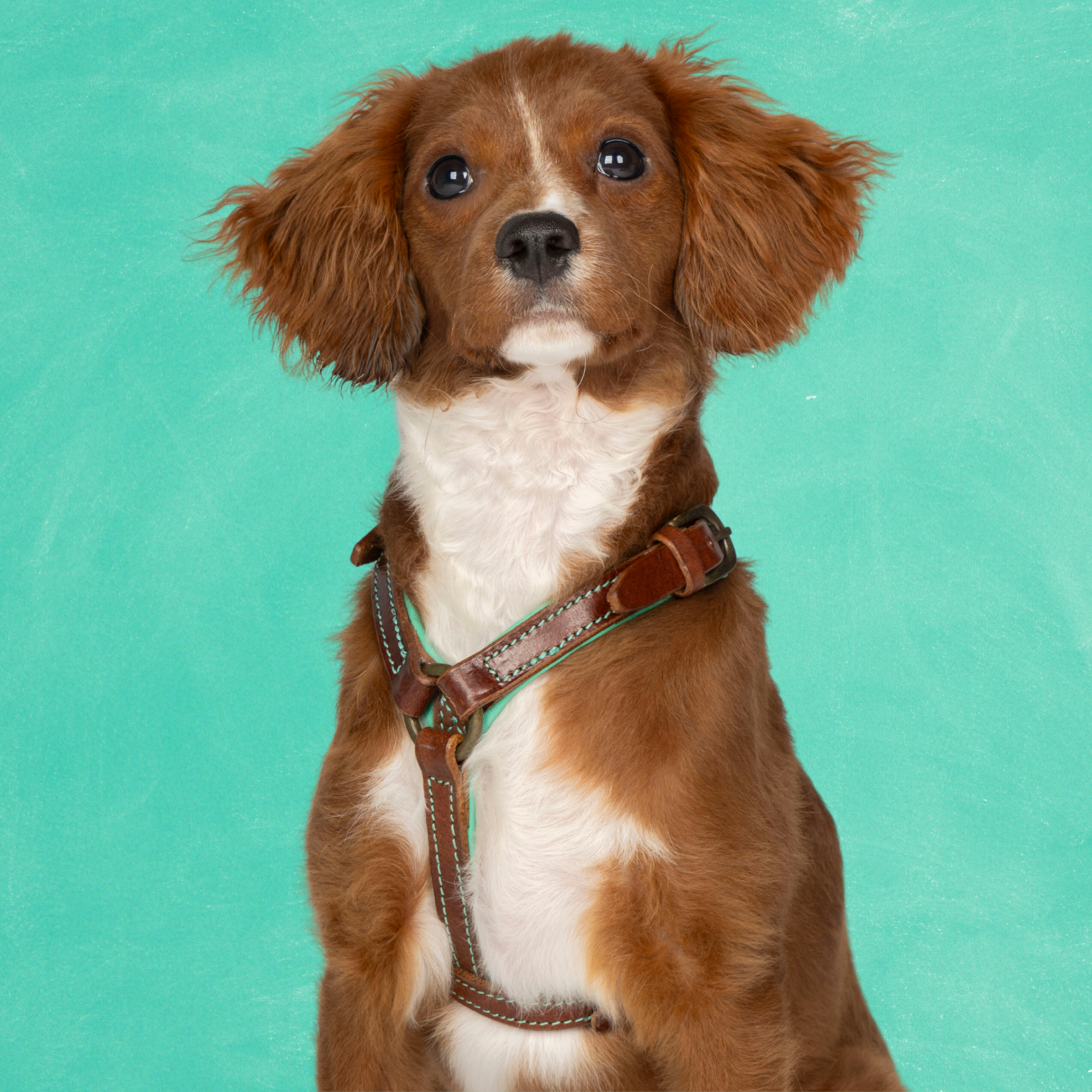 Dog with a Mission Rock XXS pettorina cane marrone 33-39 cm