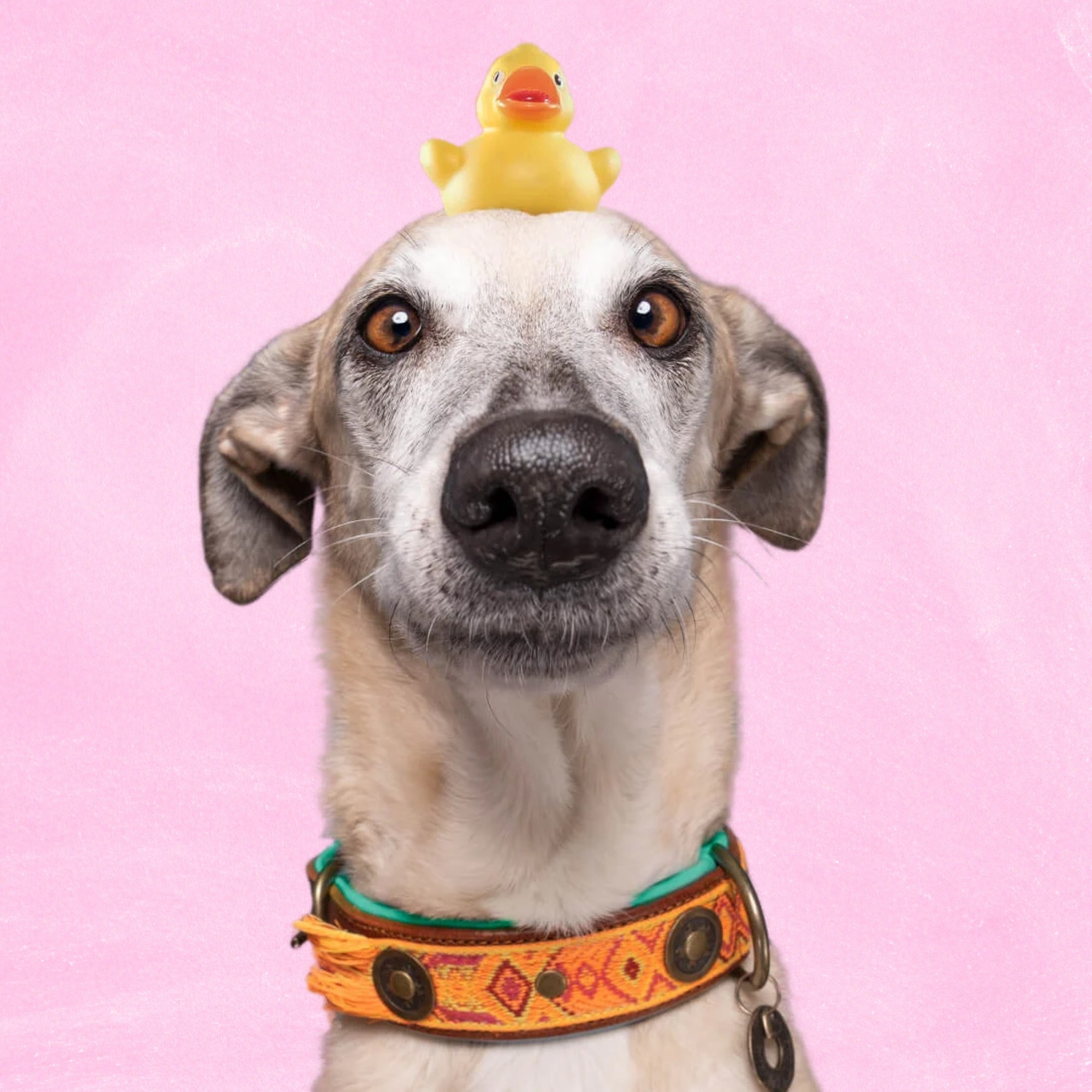 Dog with a Mission Boho Chica collare cane pelle XL arancione 48-57cm