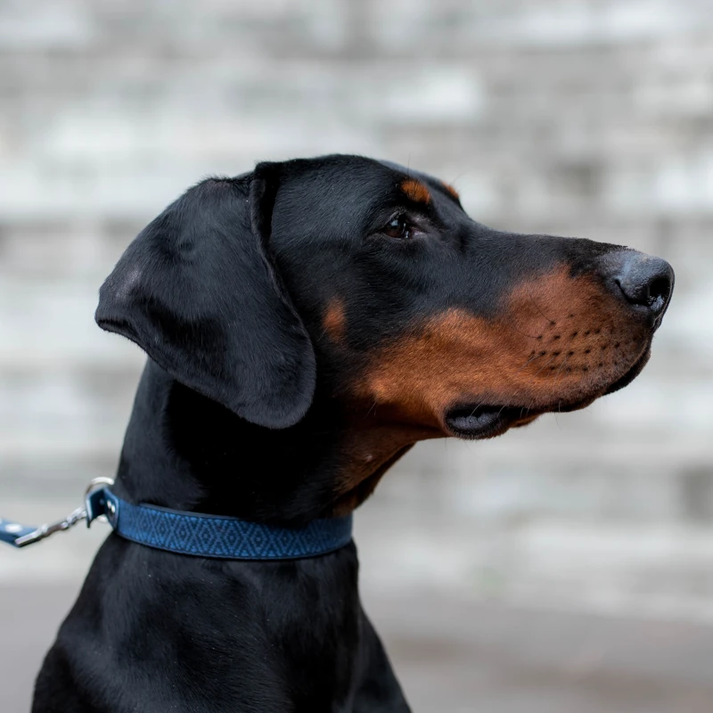Toscani Edizioni speciali Tuareg collare per cani blu